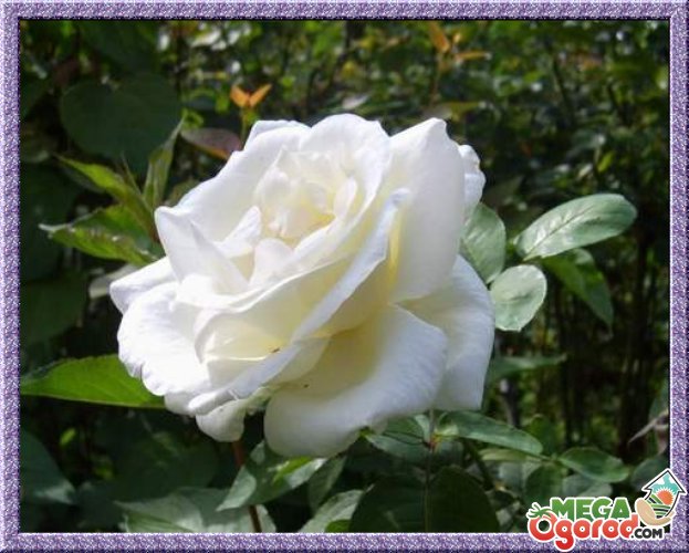 Выращивание белых роз